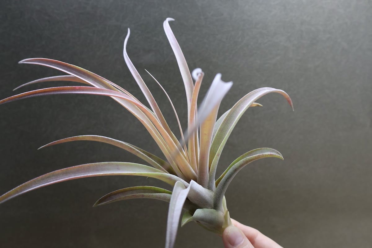カピタータ ピーチ 02号 | air-plants TENGU-DO