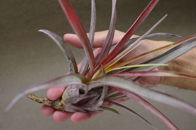 カピタータ ファイヤーオレンジ 07号 | air-plants TENGU-DO