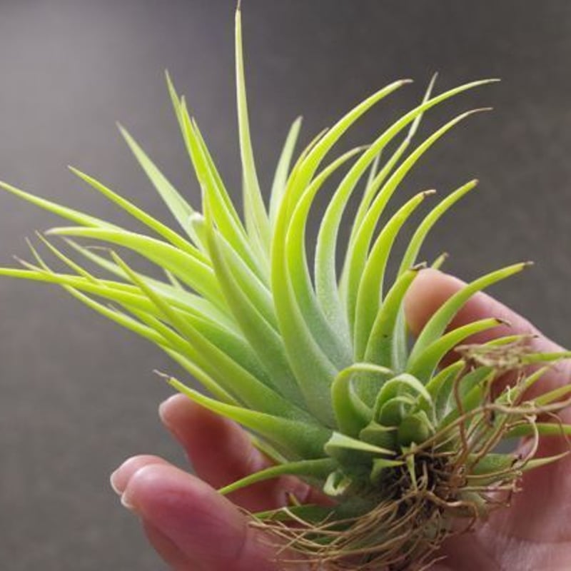 イオナンタマキシマアルビノ 09号 | air-plants TENGU-DO