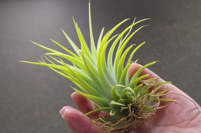 イオナンタマキシマアルビノ 09号 | air-plants TENGU-DO