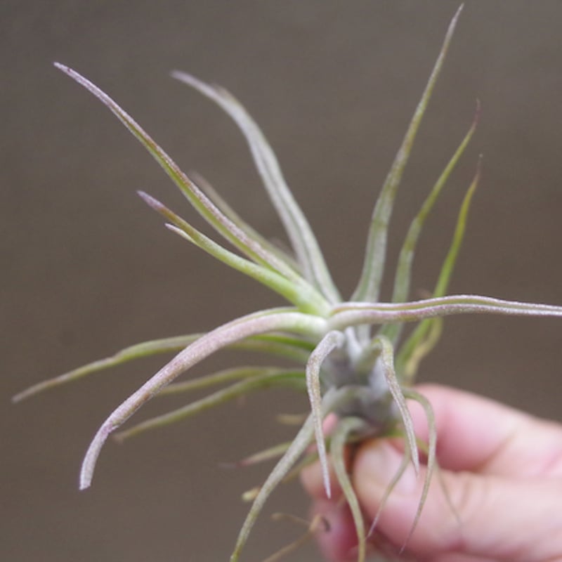 ティムズツイスター × レックス 02号 | air-plants TENGU-DO