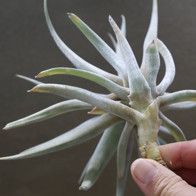 ホンジュレンシス 08号 | air-plants TENGU-DO