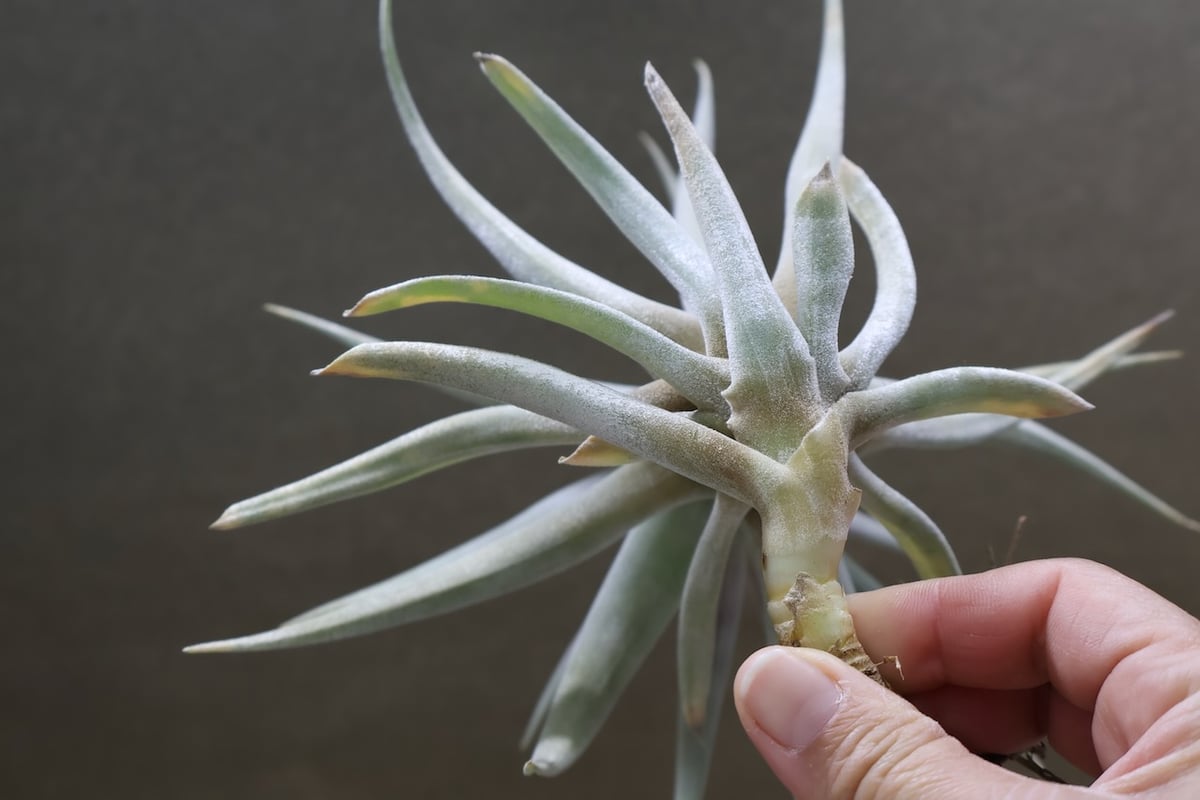 ホンジュレンシス 08号 | air-plants TENGU-DO