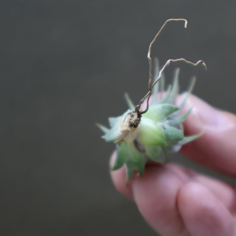 英麻呂T. ionantha ‘Nizanda' と‘Hazel Nut' 英麻呂T. ionantha 'Nizanda' と'Hazel Nut' fit=scale-down,w=1200