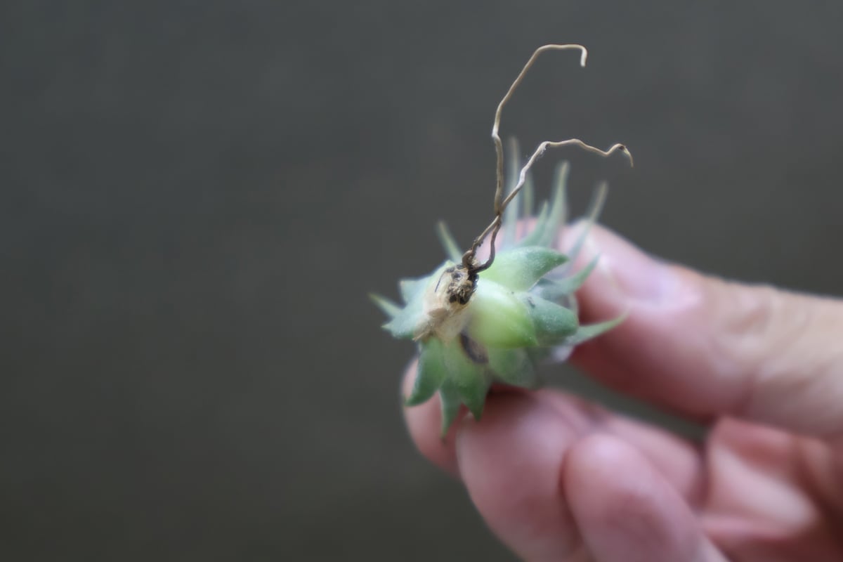 英麻呂T. ionantha ‘Nizanda' と‘Hazel Nut' 英麻呂様専用T. ionantha 'Nizanda' と'Hazel Nut' - メルカリ