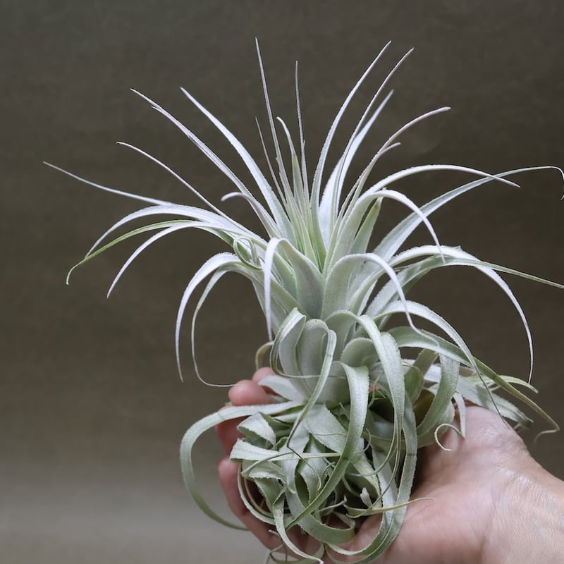 チャペウエンシス チュリフォルミス 03号 | air-plants TENGU-DO