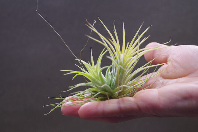 イオナンタ ドゥルイド | air-plants TENGU-DO