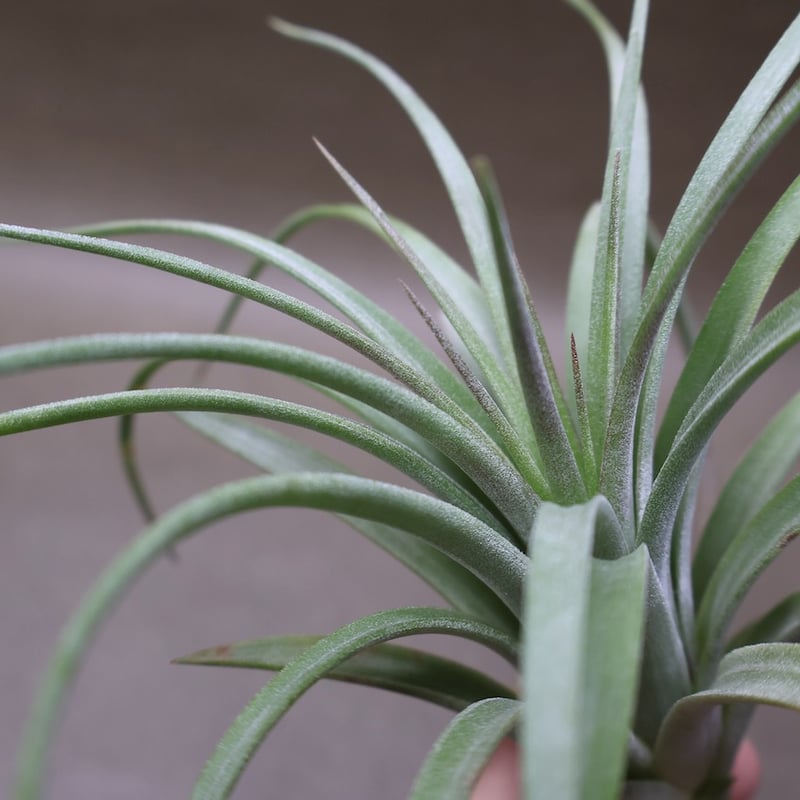 ピージェイズ ストリクタ プライズ（イオナンタストリクタ x