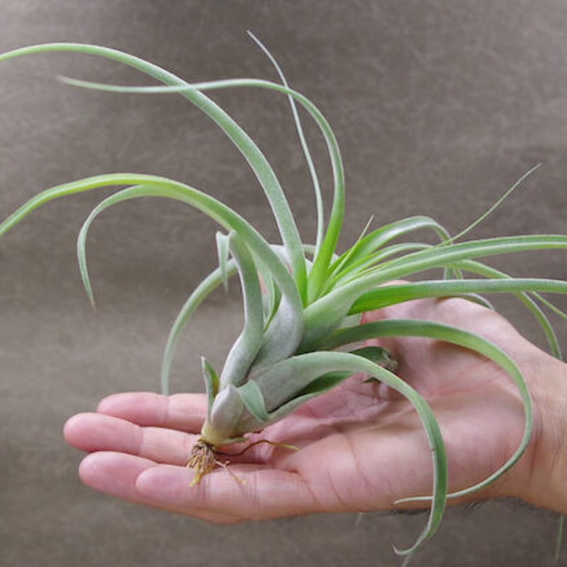 ブラキカウロス セレクタ× ストレプトフィラ 02号 | air-plants ブラキカウロス セレクタ× ストレプトフィラ 02号 | air-plants