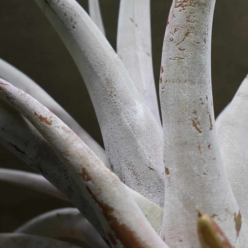 シルバートーチ （キセログラフィカ ×チアペンシス）05号 | air-plants