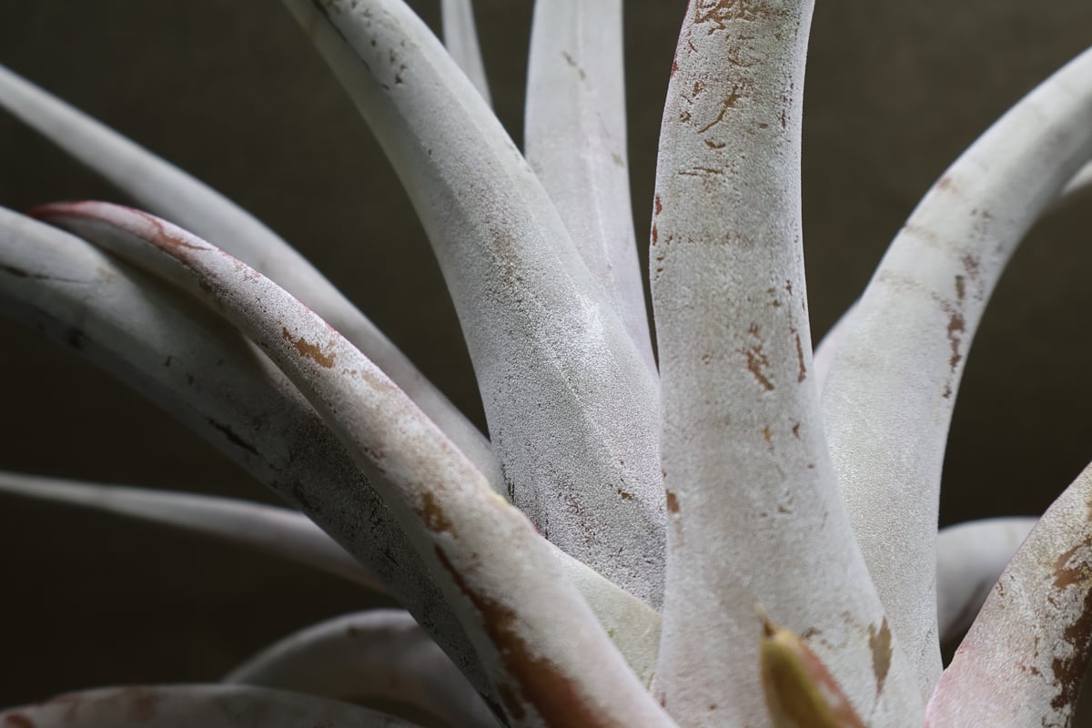 シルバートーチ （キセログラフィカ ×チアペンシス）05号 | air-plants
