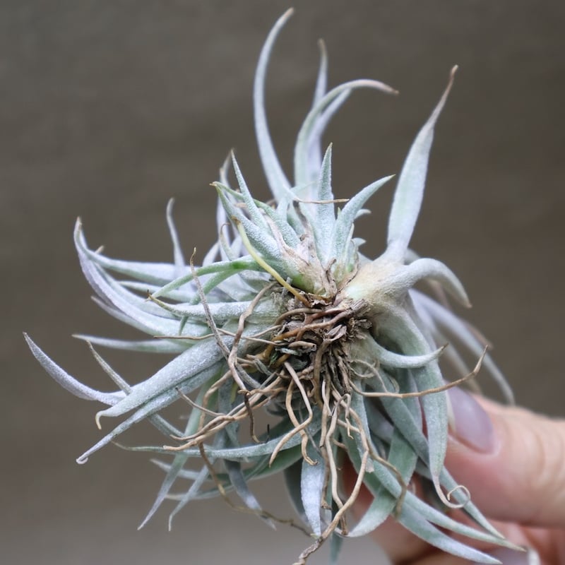 チアペンシス クランプ 32号 | air-plants TENGU-DO