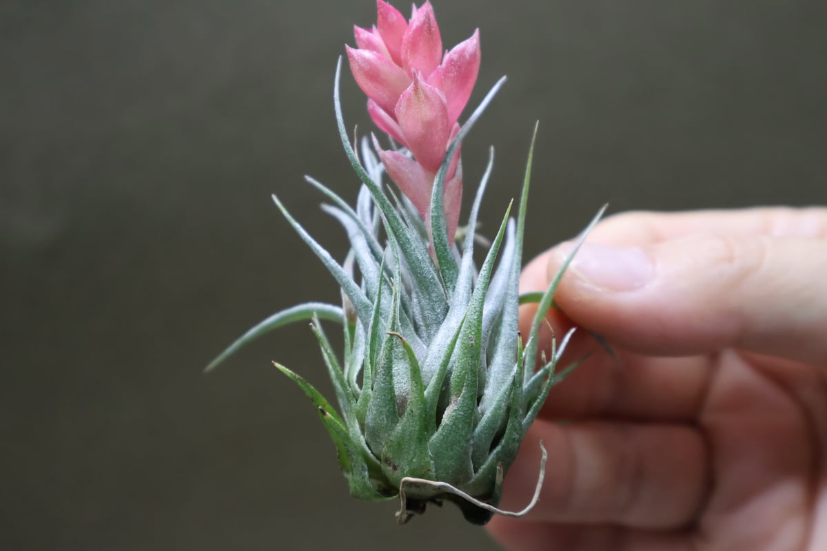 Tillandsia カウツキー カウツキー 13号 | air-plants TENGU-DO
