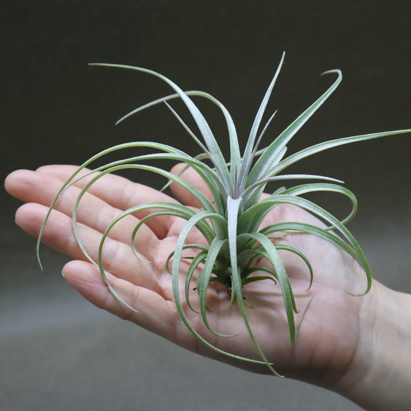 エクセルタ × イオナンタロン 03号 | air-plants TENGU-DO