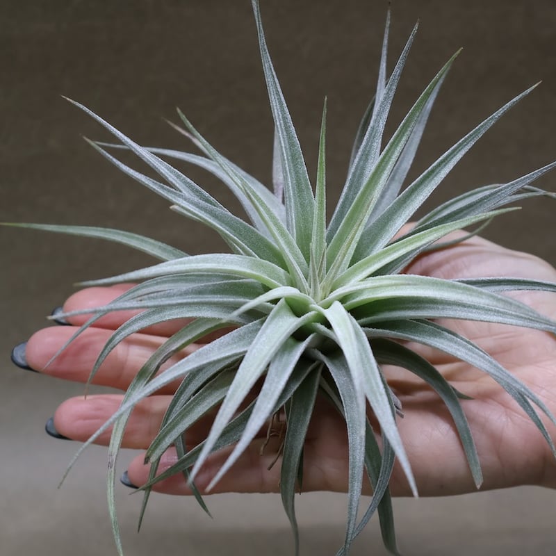 ディディスティカ 20号 | air-plants TENGU-DO