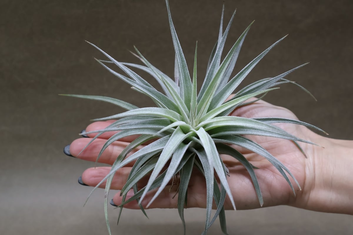 ディディスティカ 20号 | air-plants TENGU-DO