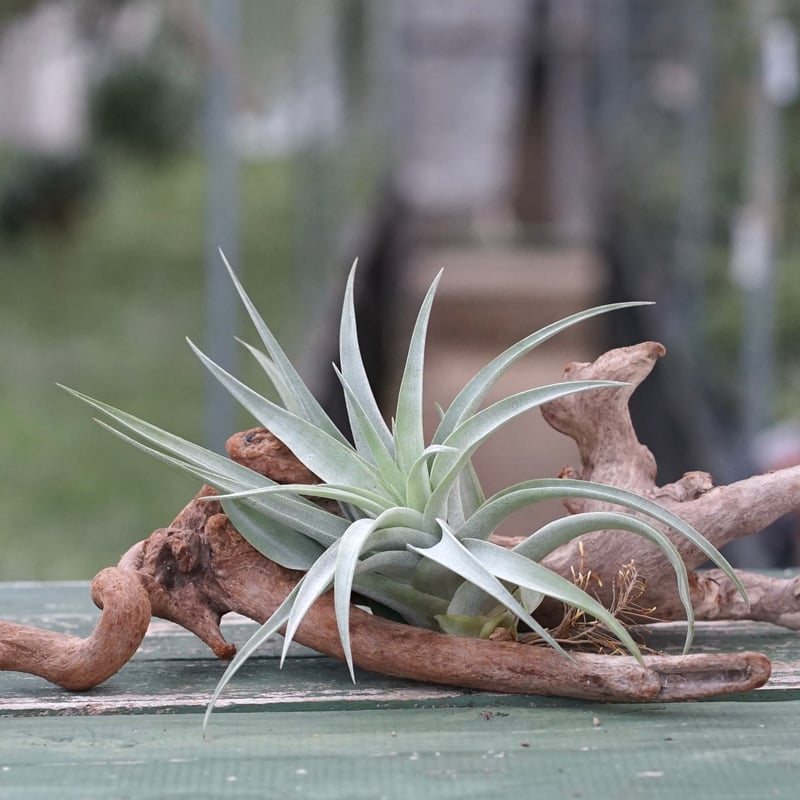 スタッフ特選】カピタータ・シルバーローズ 子株 B号 | air-plants