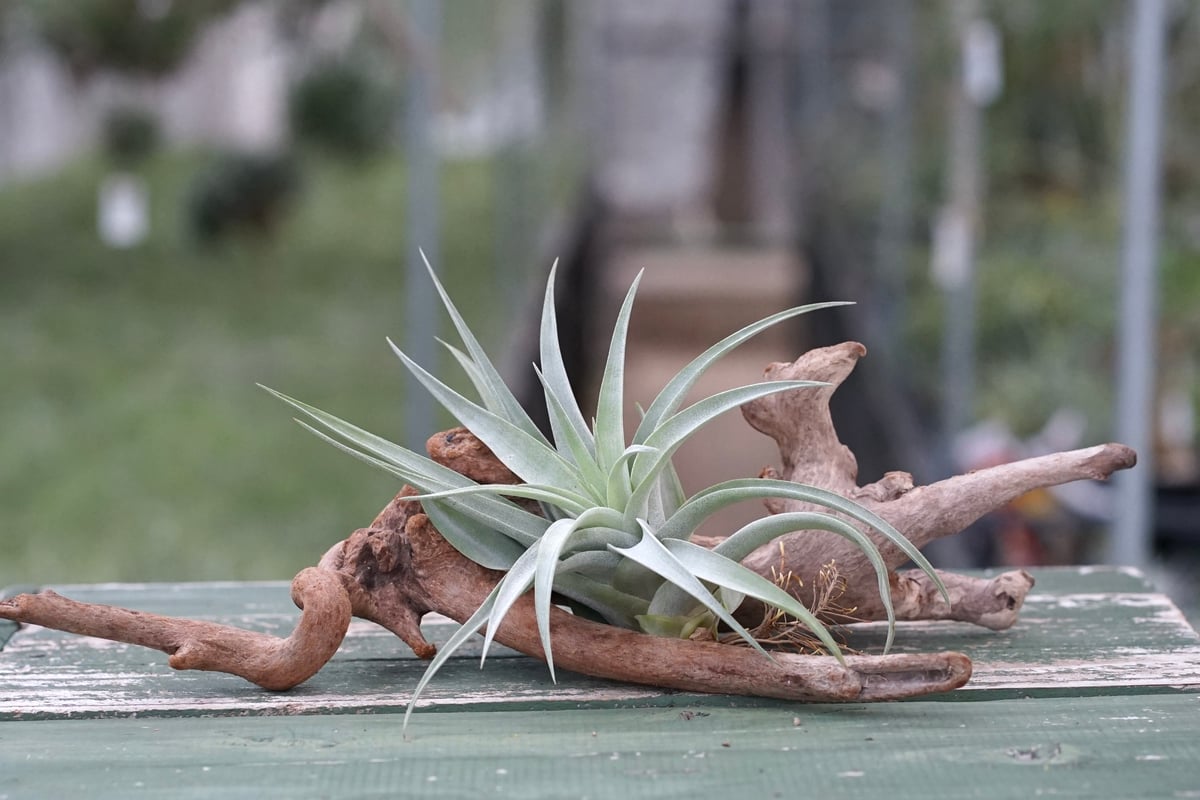 スタッフ特選】カピタータ・シルバーローズ 子株 B号 | air-plants