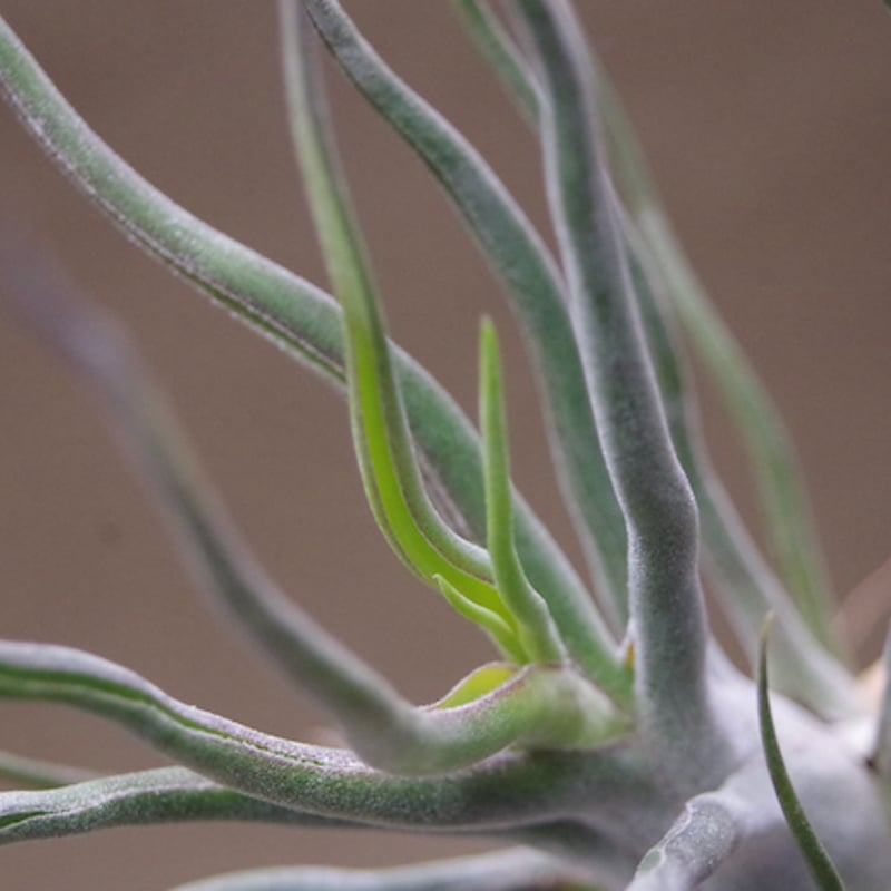 ショータイム × セレリアナ 01号 | air-plants TENGU-DO