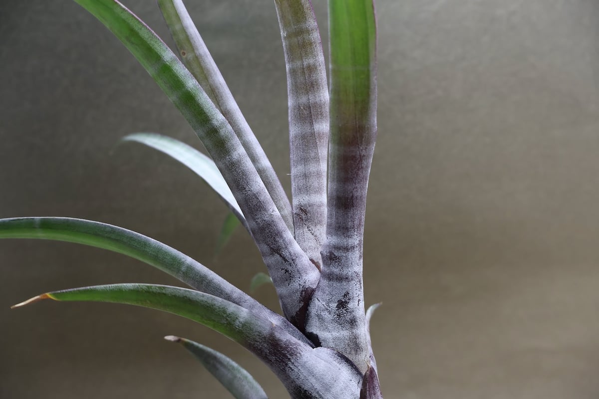 300★特選一石★エピドート入り♢【オーストラリア産☆天然プレナイトさざれ】❤️ Sno.706 40,000DWT型バルクキャリア「LOWLANDS ENGEL」の命名