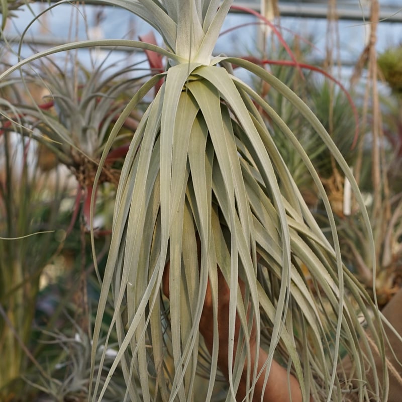 スタッフ特選】ストラミネア XXLサイズ | air-plants TENGU-DO