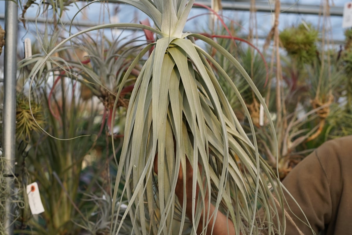 スタッフ特選】ストラミネア XXLサイズ | air-plants TENGU-DO