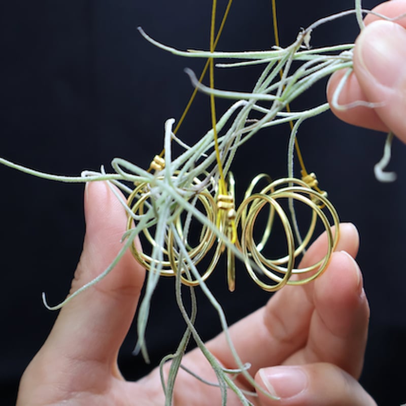 ウスネオイデス 専用ハンガー | air-plants TENGU-DO