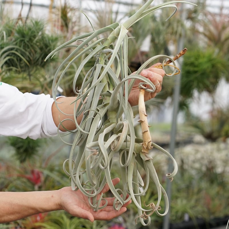 【現品】チランジア・ドラティー　特大（2） スタッフ特選】デュラティ 2頭CL XXLサイズ | air-plants TENGU-DO