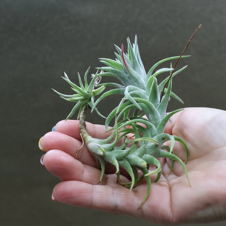 CATEGORY 品種名：I/J/K/L | air-plants TENGU-DO