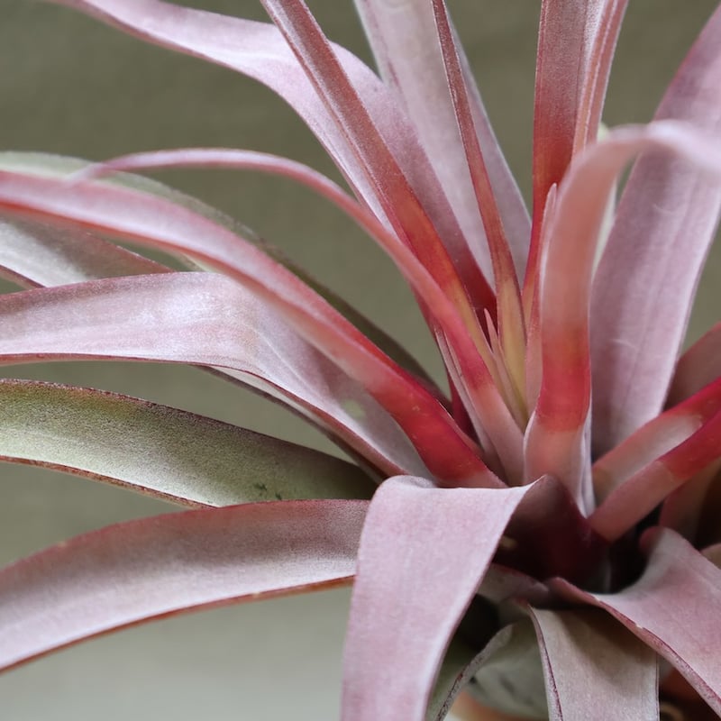 カピタータ オレンジ× ストレプトフィラ 07号 | air-plants TENGU-DO