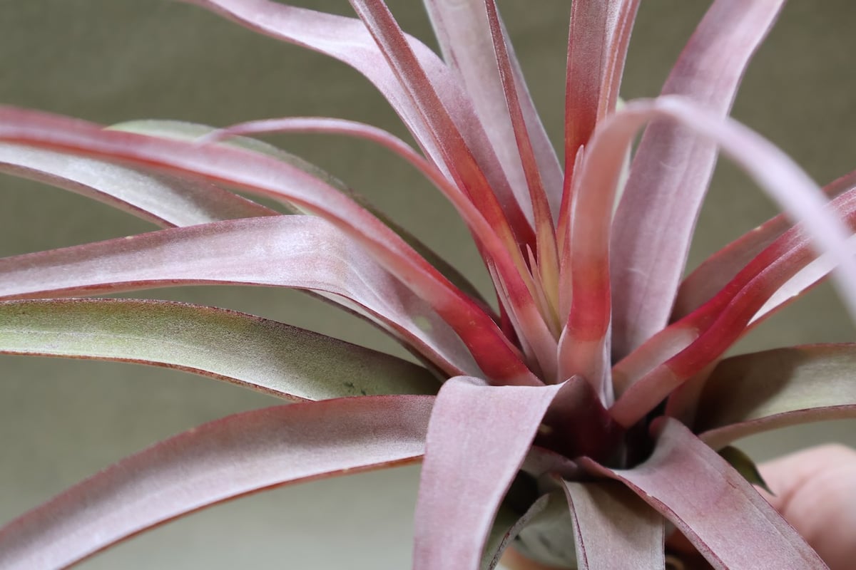 カピタータ オレンジ× ストレプトフィラ 07号 | air-plants TENGU-DO