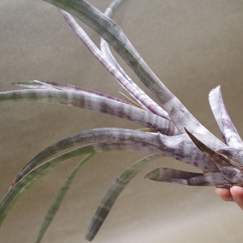 Tillandsia ヒルタ T. `Don Walsh' 開花。 エーレルシアナとキセログラフィカの