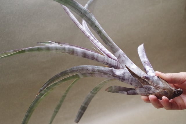 ヒルダエ Lサイズ04号 | air-plants TENGU-DO