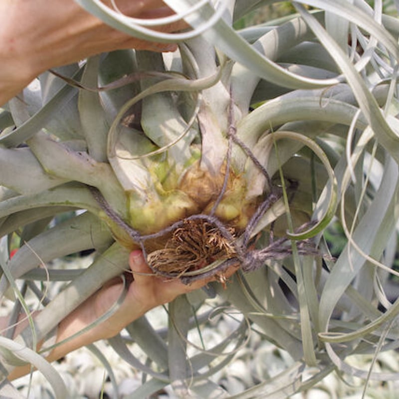 キセログラフィカ 特大2X Lサイズ 03号 | air-plants TENGU-DO