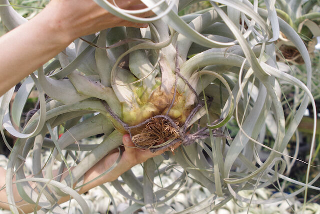 キセログラフィカ 特大2X Lサイズ 03号 | air-plants TENGU-DO