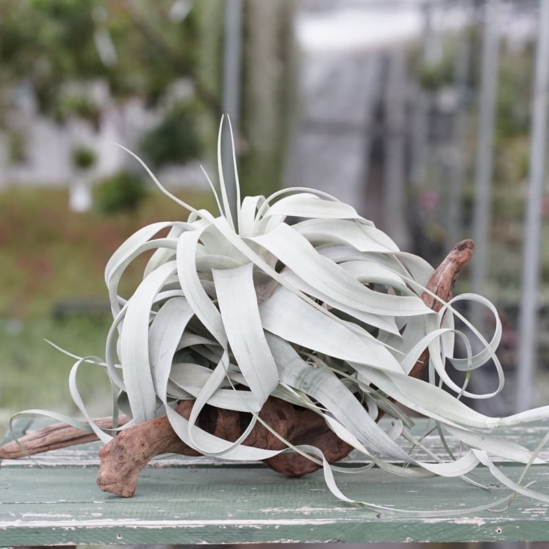 スタッフ特選】キセログラフィカ ロングリーフ A号 | air-plants TENGU-DO