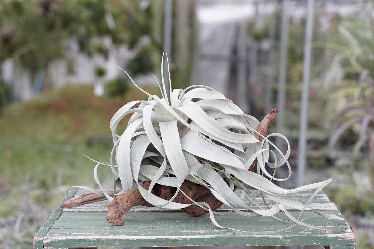 スタッフ特選】キセログラフィカ ロングリーフ A号 | air-plants TENGU-DO