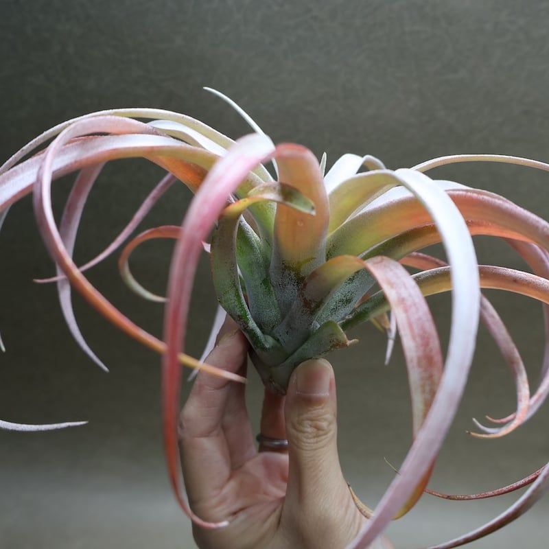 ココナッツグローブ（ チアペンシス × カピタータレッド ) 15号 | air