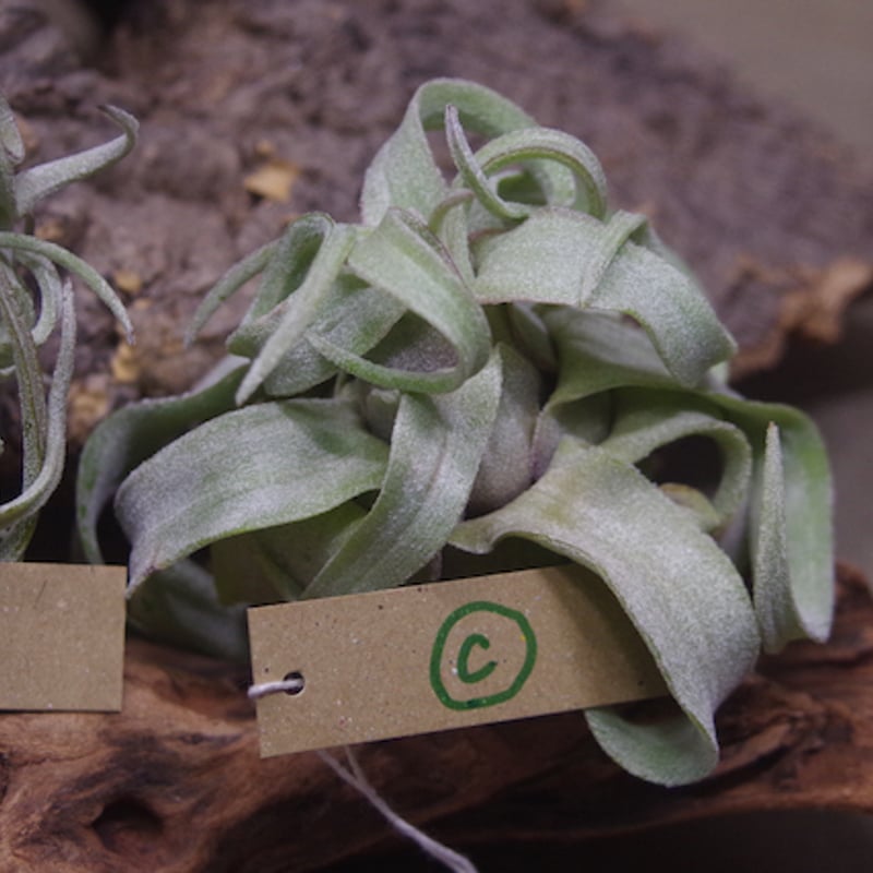 ストレプトフィラ Sサイズ 14-16号 | air-plants TENGU-DO