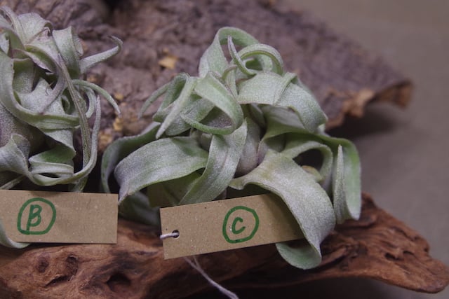 ストレプトフィラ Sサイズ 14-16号 | air-plants TENGU-DO