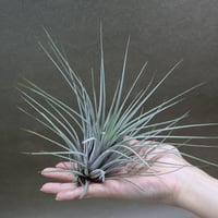セレリアナ ミニパープル 11号 ※送料込 | air-plants TENGU-DO