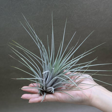 CATEGORY 品種名：E/F/G/H | air-plants TENGU-DO