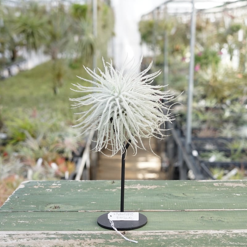 Top【選抜株】多肉植物　25347テクトラム　54個　鉢無し/脱土 スタッフ特選】テクトラム XL | air-plants TENGU-DO