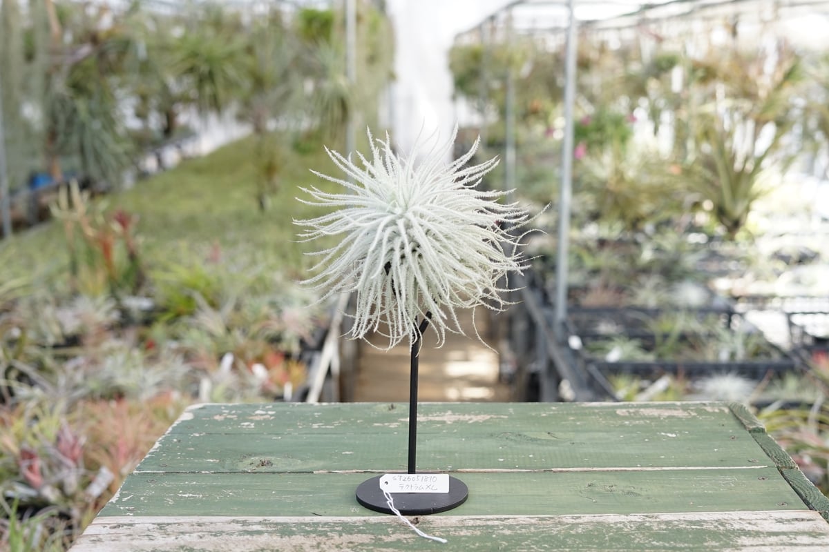 スタッフ特選】テクトラム XL | air-plants TENGU-DO