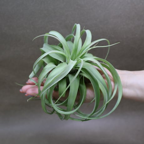 air-plants TENGU-DO