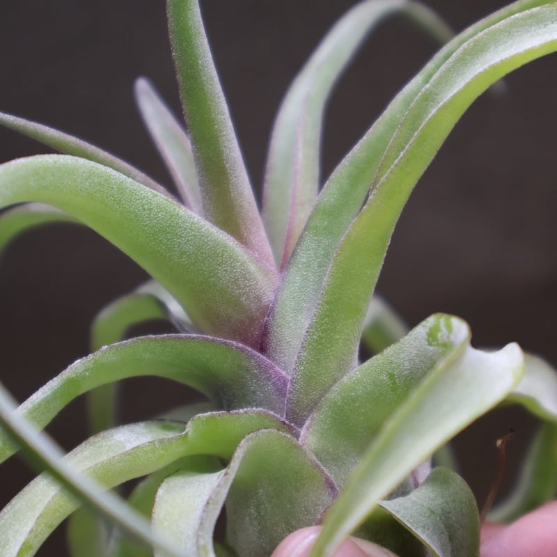 ストレプトフィラ 14号 | air-plants TENGU-DO