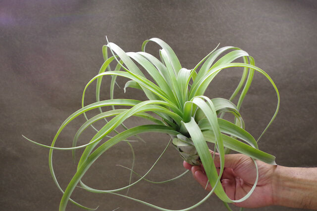 カピタータシルバーローズ × キセログラフィカ 01号 | air-plants TENGU-DO