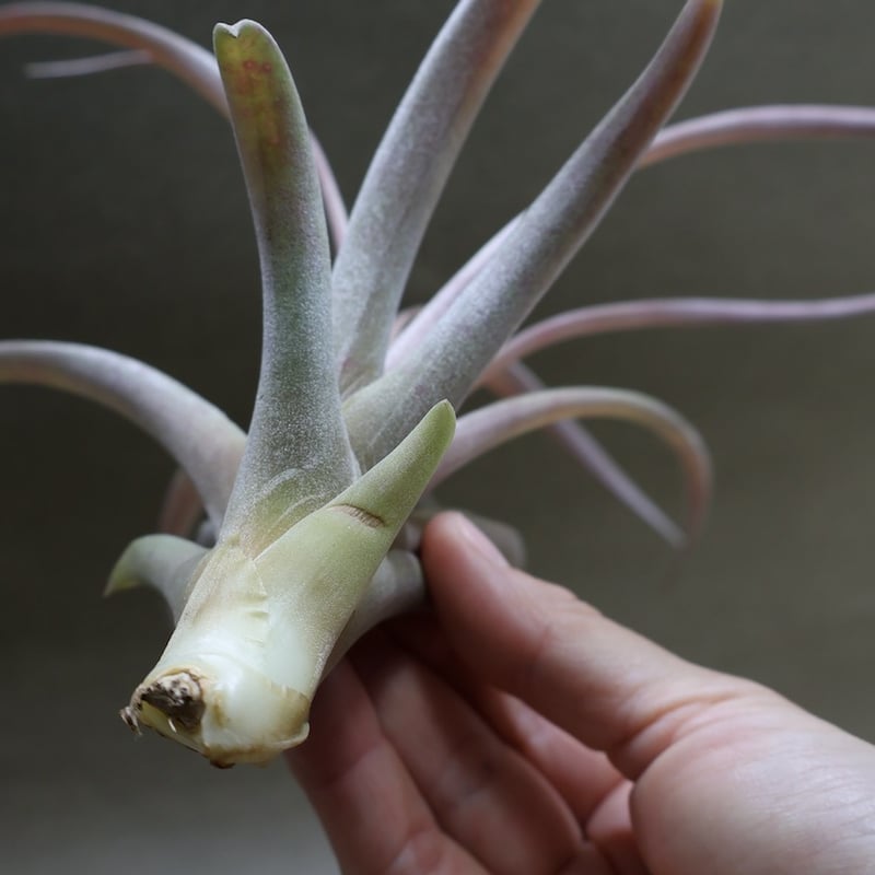 カピタータ ピーチ 02号 | air-plants TENGU-DO