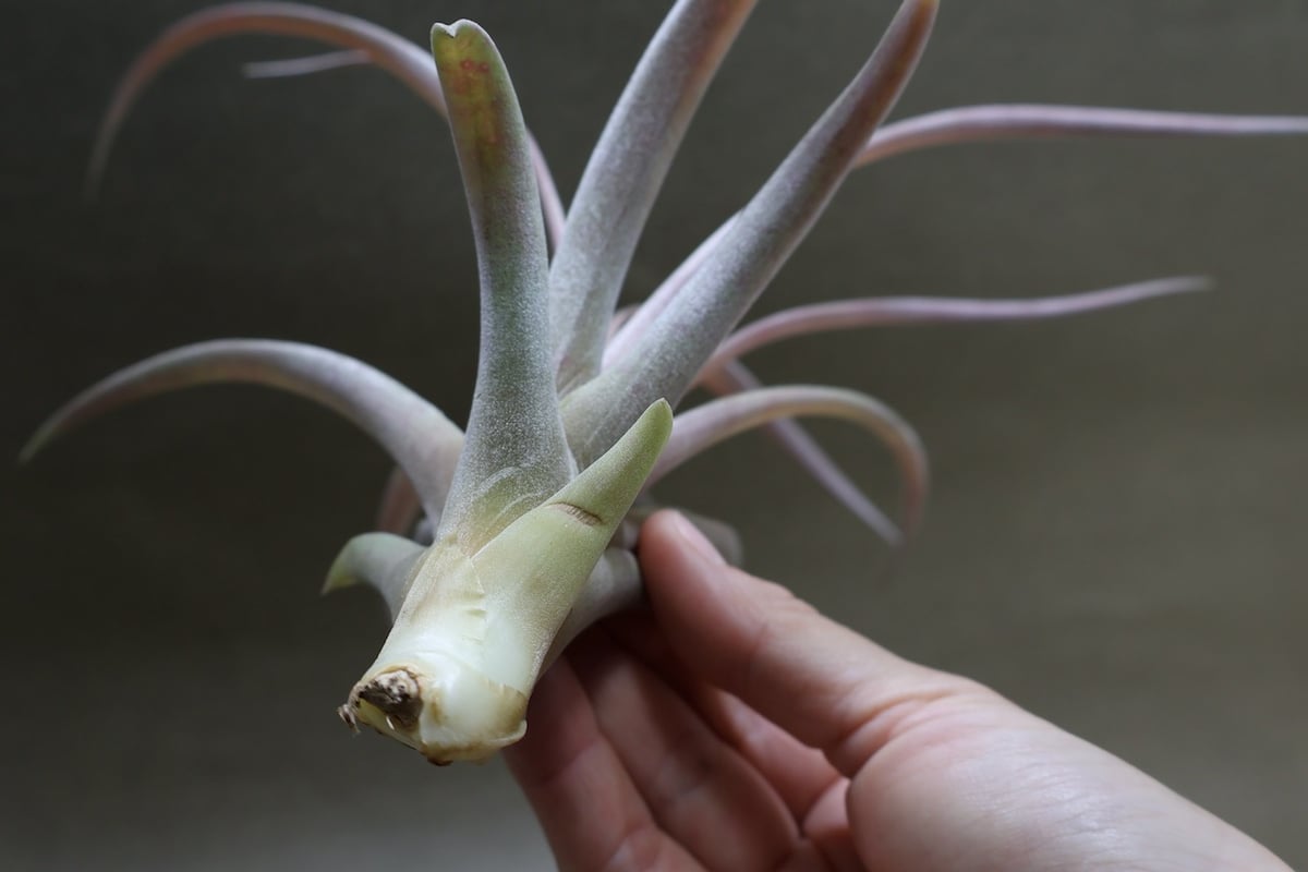 カピタータ ピーチ 02号 | air-plants TENGU-DO