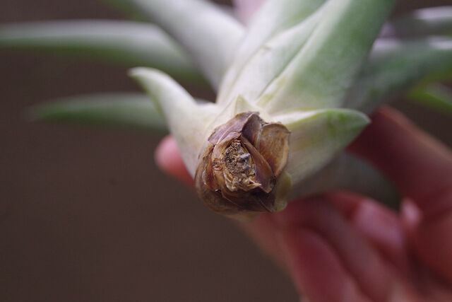 パシフィックサンセット （ ロシー x カピタータルブラ ） 02号 | air